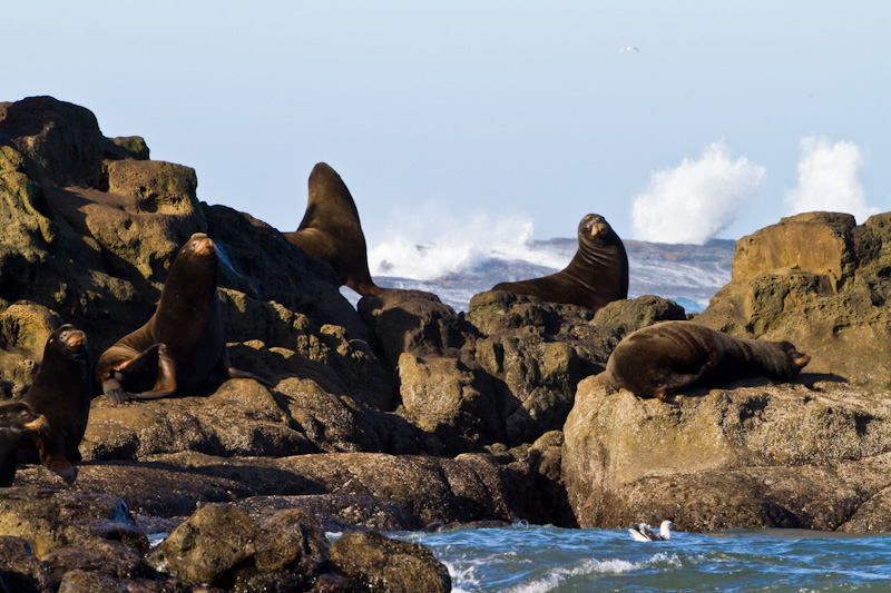 California Sea Lions